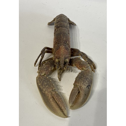 147 - Taxidermy Lobster 30cm Length