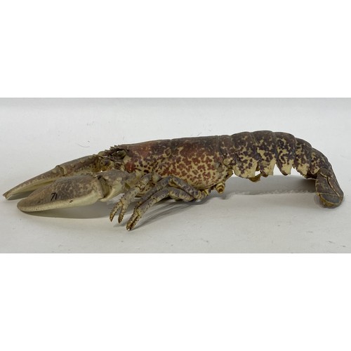 147 - Taxidermy Lobster 30cm Length