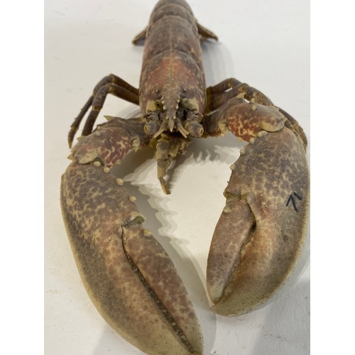 147 - Taxidermy Lobster 30cm Length