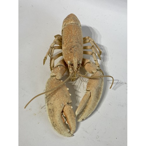 148 - Taxidermy Lobster 30cm Length