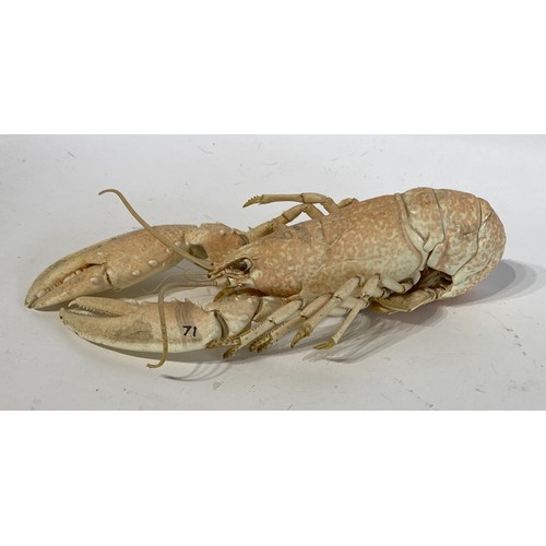 148 - Taxidermy Lobster 30cm Length