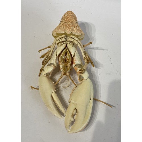 148 - Taxidermy Lobster 30cm Length