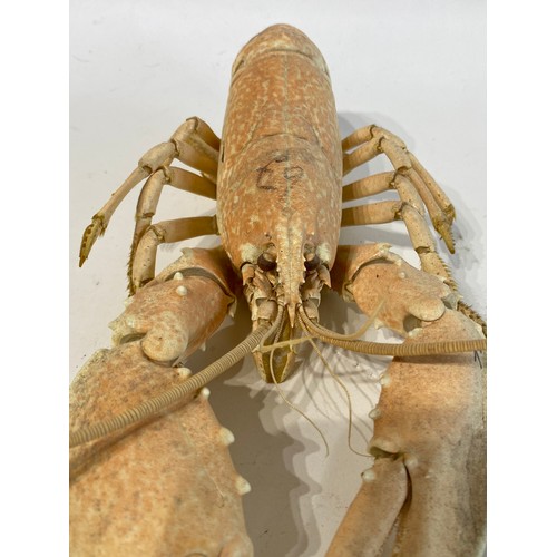 148 - Taxidermy Lobster 30cm Length