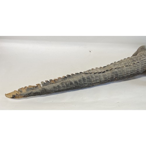 146 - Large Antique Taxidermy American Alligator. 165cm x 35cm x 14cm