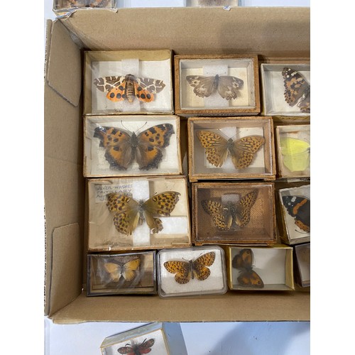 149 - Collection of Taxidermy Butterflies in Individual Cases