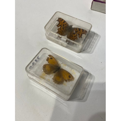 149 - Collection of Taxidermy Butterflies in Individual Cases