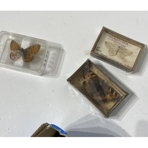 149 - Collection of Taxidermy Butterflies in Individual Cases