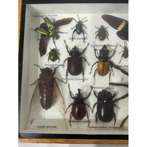 150 - Collection of Taxidermy Beetles, Spiders Etc. In Glass Fronted Case. 35.5cm x 20cm x 4.5cm