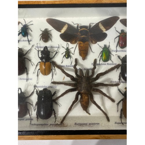 150 - Collection of Taxidermy Beetles, Spiders Etc. In Glass Fronted Case. 35.5cm x 20cm x 4.5cm