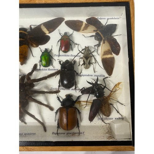 150 - Collection of Taxidermy Beetles, Spiders Etc. In Glass Fronted Case. 35.5cm x 20cm x 4.5cm