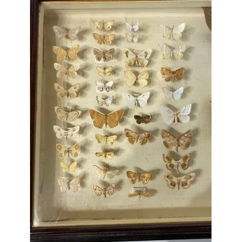 152 - Collection of Taxidermy Butterflies Displayed in Glass Fronted Case. 40.5cm x 31cm x 7cm