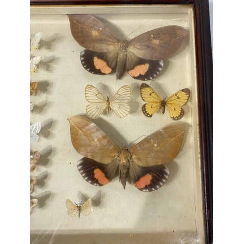 152 - Collection of Taxidermy Butterflies Displayed in Glass Fronted Case. 40.5cm x 31cm x 7cm