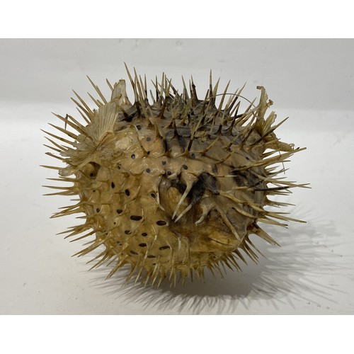 153 - Taxidermy Spiny Puffer Fish. 20cm x 15cm x 14cm