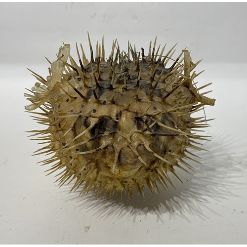 153 - Taxidermy Spiny Puffer Fish. 20cm x 15cm x 14cm