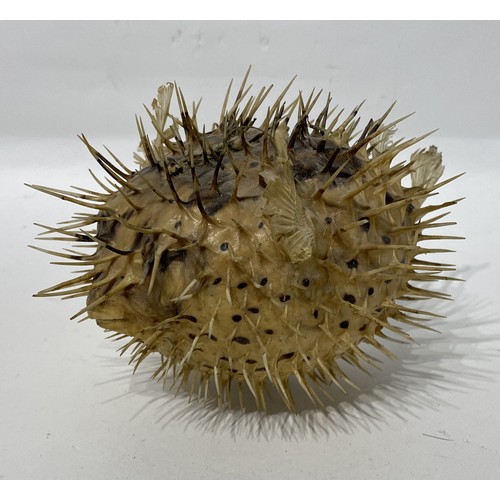 153 - Taxidermy Spiny Puffer Fish. 20cm x 15cm x 14cm