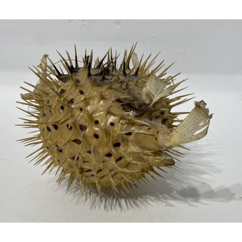 153 - Taxidermy Spiny Puffer Fish. 20cm x 15cm x 14cm