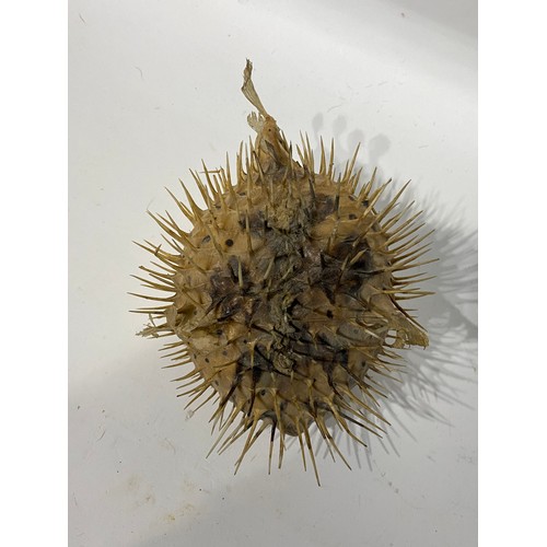 153 - Taxidermy Spiny Puffer Fish. 20cm x 15cm x 14cm