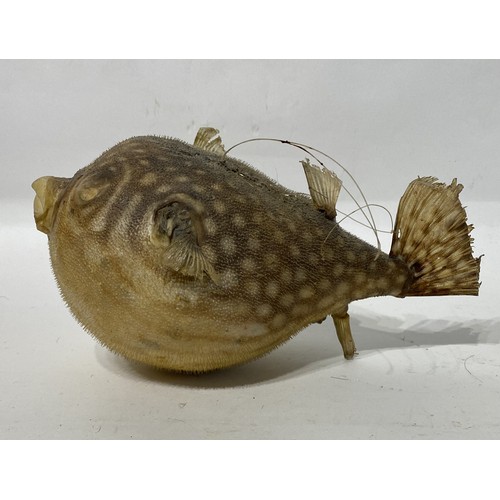 154 - Taxidermy Globe Fish. 26cm x 15cm x 14cm