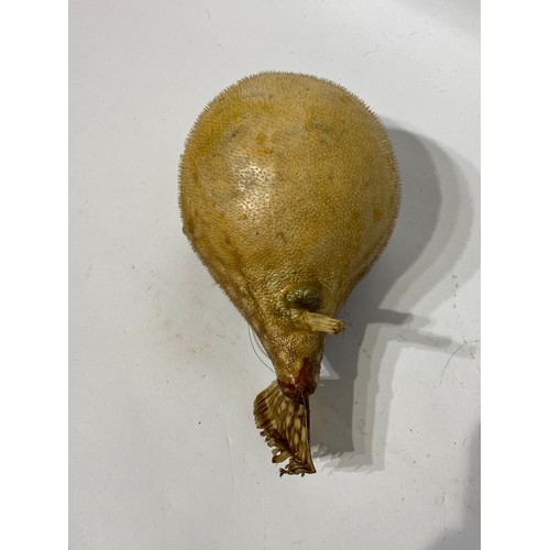 154 - Taxidermy Globe Fish. 26cm x 15cm x 14cm