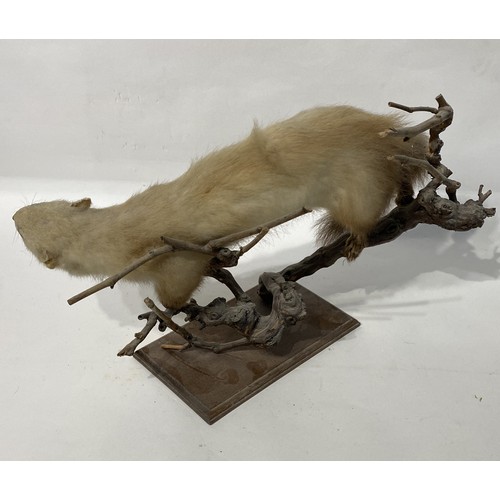 155 - Taxidermy Ferret on Naturalistic Mount. No 128. 53cm x 33cm