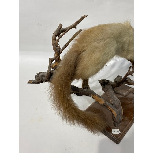 155 - Taxidermy Ferret on Naturalistic Mount. No 128. 53cm x 33cm