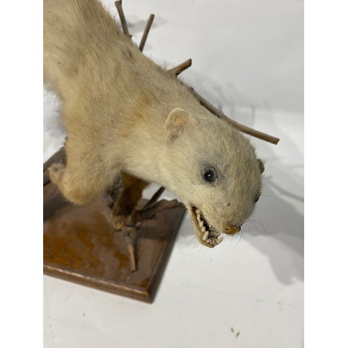 155 - Taxidermy Ferret on Naturalistic Mount. No 128. 53cm x 33cm