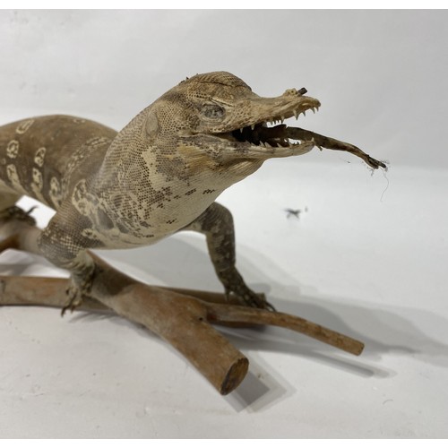 156 - Taxidermy Lizard on Naturalistic Mount. No 496. 39cm x 18cm