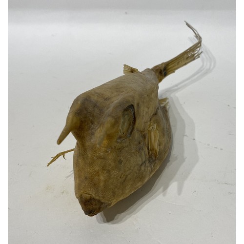 158 - Taxidermy Cowfish / Boxfish. 36cm x 8cm x 7cm