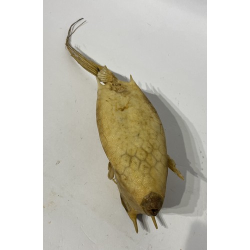 158 - Taxidermy Cowfish / Boxfish. 36cm x 8cm x 7cm