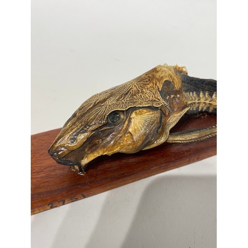 159 - Mounted Taxidermy Manaus Amazonas Fish. No 2751. 28cm x 10cm x 7cm