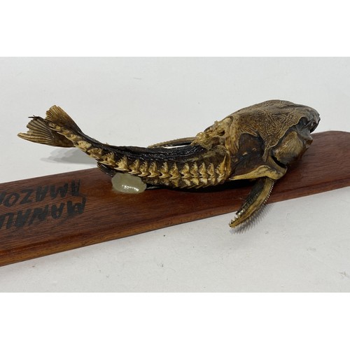 159 - Mounted Taxidermy Manaus Amazonas Fish. No 2751. 28cm x 10cm x 7cm