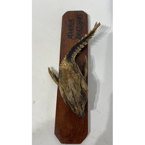 159 - Mounted Taxidermy Manaus Amazonas Fish. No 2751. 28cm x 10cm x 7cm