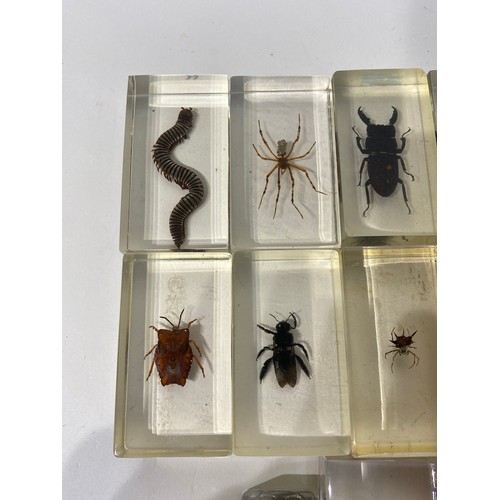 160 - Collection of Beetles, Spiders and Insects Set in Acrylic Blocks. Average Size 7cm x 5cm x 2.5cm