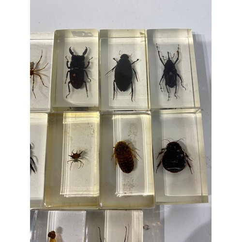 160 - Collection of Beetles, Spiders and Insects Set in Acrylic Blocks. Average Size 7cm x 5cm x 2.5cm