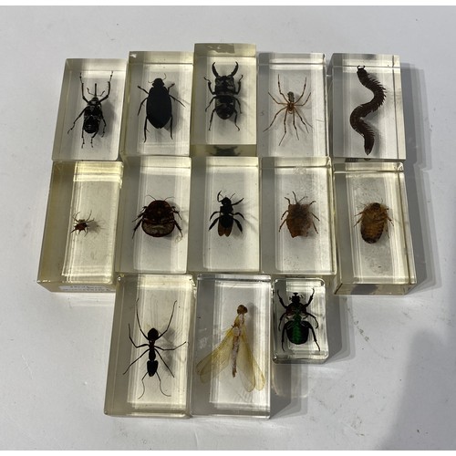 160 - Collection of Beetles, Spiders and Insects Set in Acrylic Blocks. Average Size 7cm x 5cm x 2.5cm