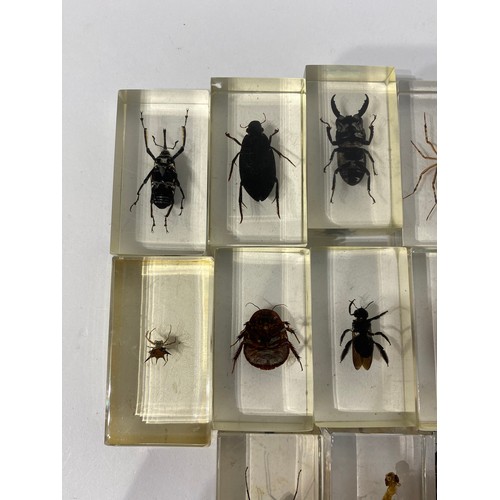 160 - Collection of Beetles, Spiders and Insects Set in Acrylic Blocks. Average Size 7cm x 5cm x 2.5cm