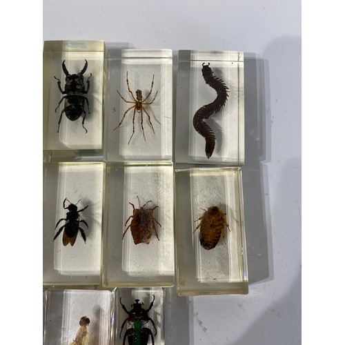 160 - Collection of Beetles, Spiders and Insects Set in Acrylic Blocks. Average Size 7cm x 5cm x 2.5cm