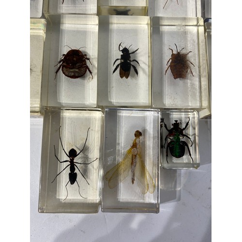 160 - Collection of Beetles, Spiders and Insects Set in Acrylic Blocks. Average Size 7cm x 5cm x 2.5cm