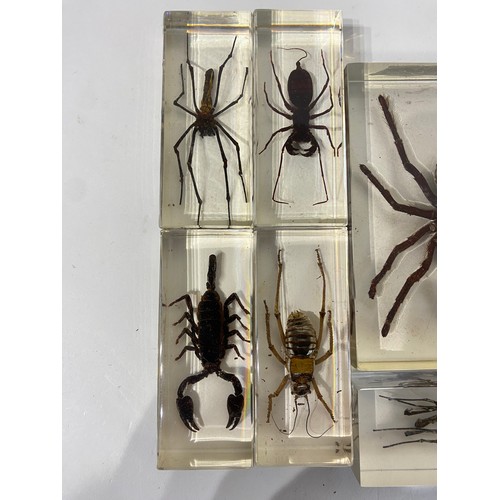 161 - Similar to Previous Lot Collection Of Encapsulated Spiders Scorpion Etc