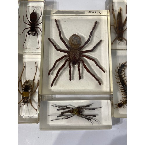 161 - Similar to Previous Lot Collection Of Encapsulated Spiders Scorpion Etc