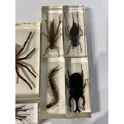 161 - Similar to Previous Lot Collection Of Encapsulated Spiders Scorpion Etc