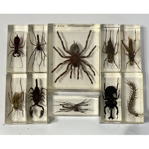 161 - Similar to Previous Lot Collection Of Encapsulated Spiders Scorpion Etc