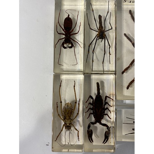 161 - Similar to Previous Lot Collection Of Encapsulated Spiders Scorpion Etc