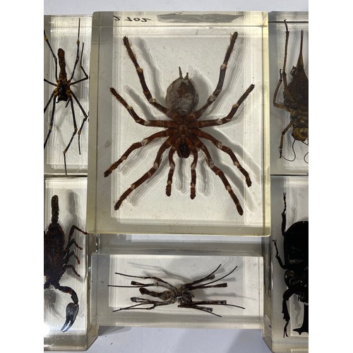 161 - Similar to Previous Lot Collection Of Encapsulated Spiders Scorpion Etc