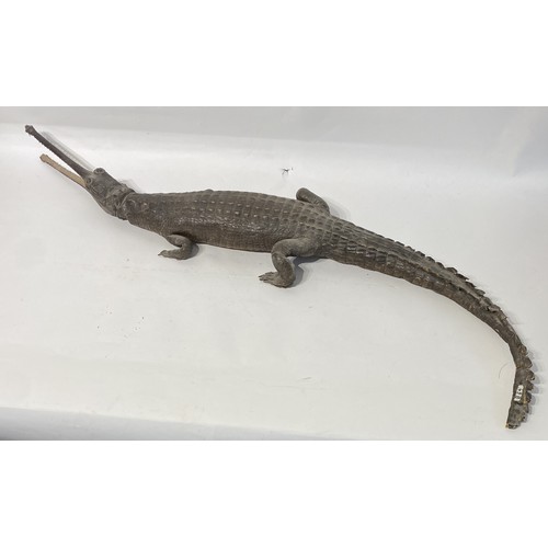 162 - Antique Taxidermy Full Mount  Gharial (GAVIALIS GANGETICIUS) With Mouth Agape Cites Annex A, Appendi... 