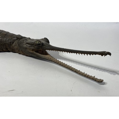 162 - Antique Taxidermy Full Mount  Gharial (GAVIALIS GANGETICIUS) With Mouth Agape Cites Annex A, Appendi... 