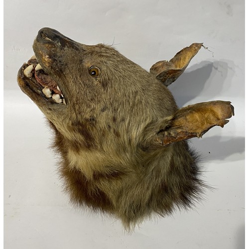 163 - Antique Taxidermy Hyena Head Mount. 37cm x 36.5cm x 26cm