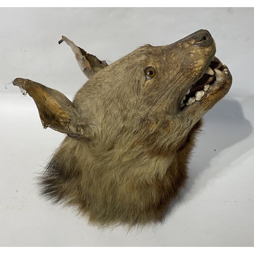 163 - Antique Taxidermy Hyena Head Mount. 37cm x 36.5cm x 26cm