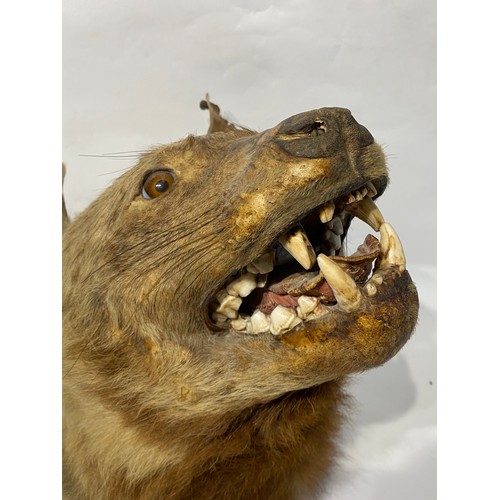 163 - Antique Taxidermy Hyena Head Mount. 37cm x 36.5cm x 26cm