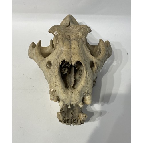 164 - 19th Century Taxidermy Lion Skull. 36cm x 27cm x 18cm